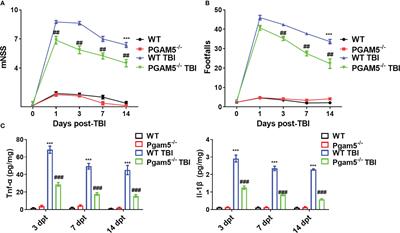 Akkermansia muciniphila-Nlrp3 is involved in the neuroprotection of phosphoglycerate mutase 5 deficiency in traumatic brain injury mice